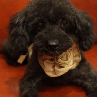 黒トイプーめぐちゃん３キロ