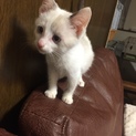 白シャム子猫 シロりん800グラム