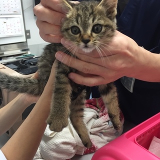 可愛いボクちゃん700グラム