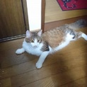 トライアル予定ありデレデレQちゃん