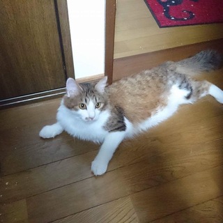 トライアル予定ありデレデレQちゃん