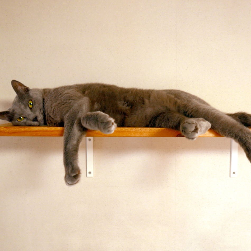 レオーンのカバー写真