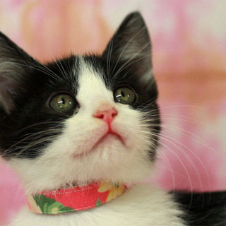 甘ったれのハチワレちゃん