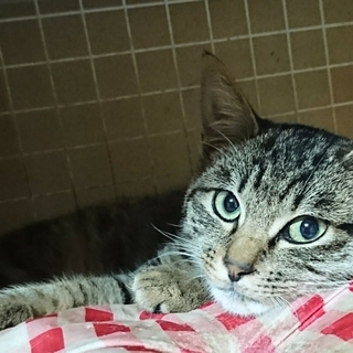 控えめなキジトラ