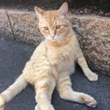 かしこくてかわいいー茶トラちゃん 待ってます
