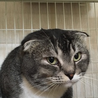 決定☆『スティ』控えめな甘えっ子、モニモニ好き