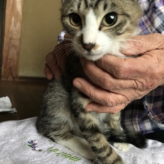 可愛い約3ヶ月の子猫くん