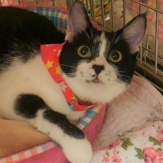 1/28銀座★ニコちゃん★フレブル顔？