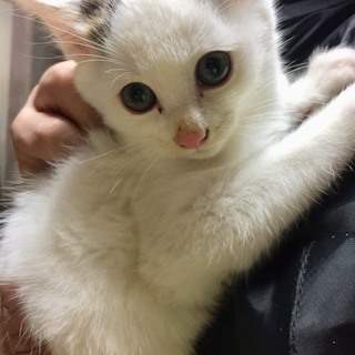 てっペい☆オス☆黒白