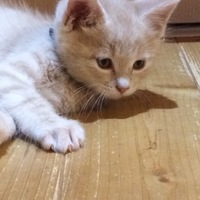 ロイ