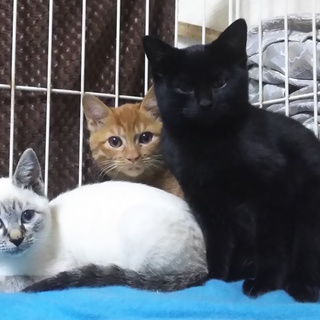 子猫と遊ぶ暮らし