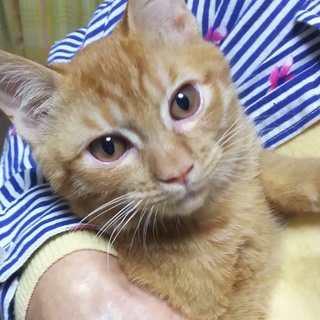 チャーミングな茶トラです