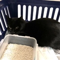 里親決定！有難うございました！可愛い黒猫君