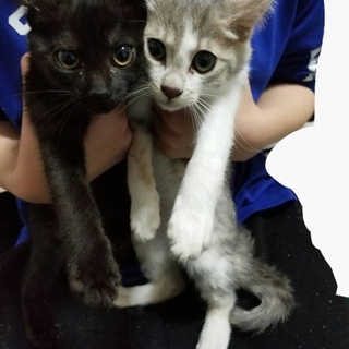 子猫の里親募集
