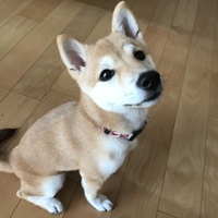 みかん