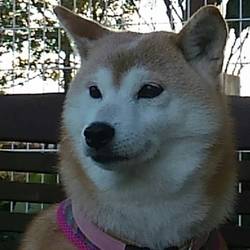 久しぶりに♪ヽ(´▽｀)/ドッグラン♪