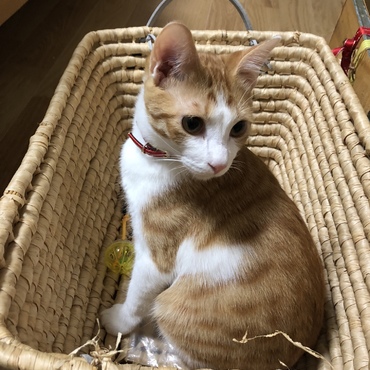 生後7か月(推定)クッキー