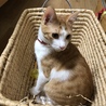 生後7か月(推定)クッキー