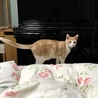生後8か月ミルクティー