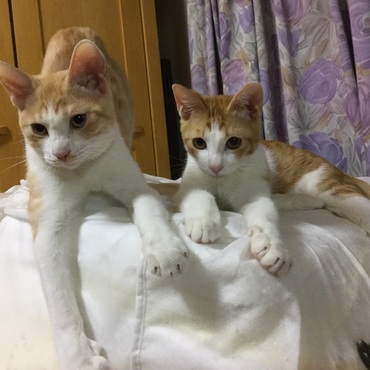 クッキー&ミルクティー