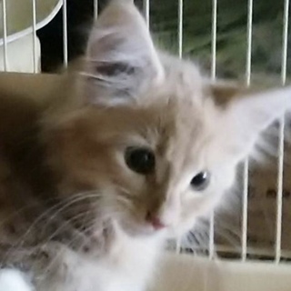 メインクーン2ヶ月