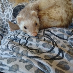 「活発ララ(*･ω･)」サムネイル2