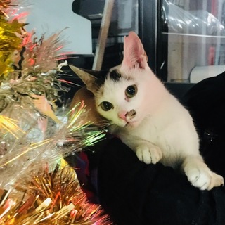 【見学で抱っこ可能】５秒で懐く！避妊済みの三毛猫