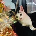 5秒で懐く!見学で抱っこできます。