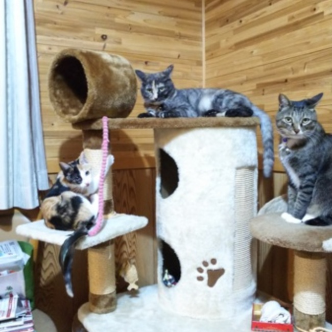 ウメキッチャンのカバー写真