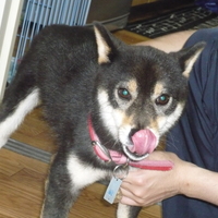 ふう