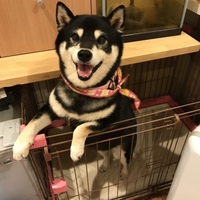 桃