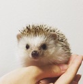 ハリネズミの男の子☆シナモン