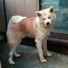 優良血統の秋田犬　１才　 サムネイル2