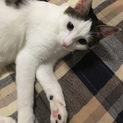 トライアル決定♡甘えんぼ芽衣ちゃん