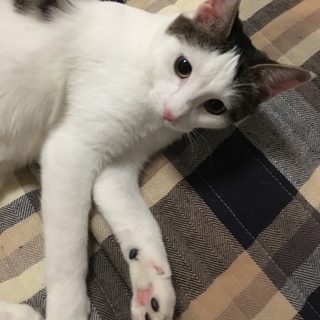 トライアル決定♡甘えんぼ芽衣ちゃん