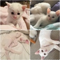 白ねこ1歳半