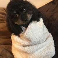 雫