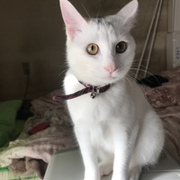 はな