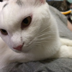帰ってきた猫その後2