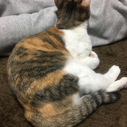 大好き