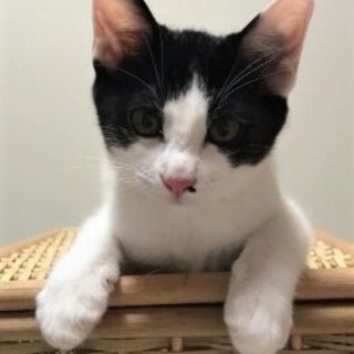 1/14銀座★セサミくん★お鼻に黒ゴマついてます