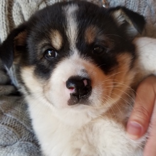 トライアル決定仔犬(白黒、黒多めメス)