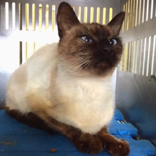 里親様決定！有難うございました。