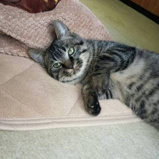 しっかりキジ柄の男前君