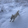 初めての雪に、最初はビビリ気味でしたが、すぐに慣れてはしゃいでました。