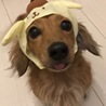 ポチ