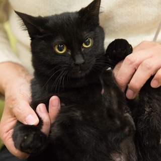 黒子猫のキャロルちゃん　里親募集中！