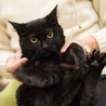 黒子猫のキャロルちゃん　里親募集中！ サムネイル2