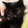 黒子猫のキャロルちゃん　里親募集中！ サムネイル3