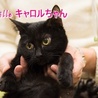 黒子猫のキャロルちゃん　里親募集中！ サムネイル4